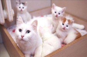 القطط متهمة بقتل بـ1.5 مليار حيوان سنويا.. ما القصة؟