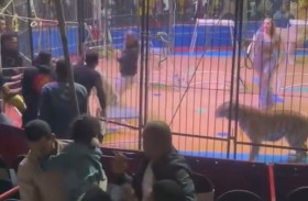 نمر يلتهم يد عامل خلال عرض سيرك 