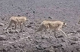 رصد فهد «أمياس» نادر في الجزائر