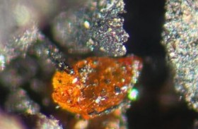 اكتشاف قطع من العنبر عمرها 90 مليون سنة