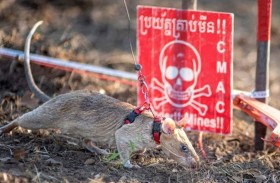 فأر يدخل غينيس باكتشاف 109 ألغام متفجرة