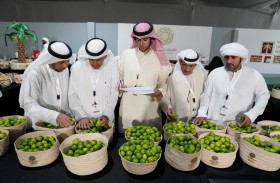 58 مزارعاً يتنافسون في مسابقة الليمون بمهرجان ليوا للرطب
