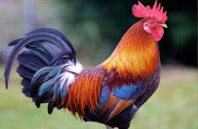 مقاضاة ديك يصيح 200 مرة يوميا