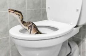 ثعبان يخرج من المرحاض ويلدغ فتاة حتى الموت
