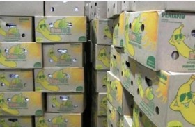 2.4 طن كوكايين في شحنة موز