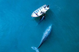 المكان الوحيد الذي تذهب إليه الحيتان ليشاهدها الناس