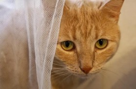 بلدة ألمانية تقرر حبس القطط في البيوت