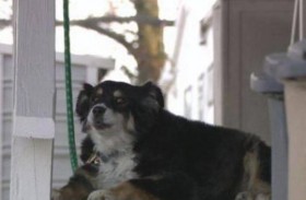 الحظ يبتسم لكلبة أليفة.. 5 ملايين دولار من أجل لولو