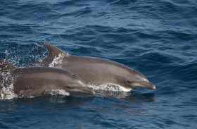 هيئة الفجيرة للبيئة تطلق كتاب (الحيتان والدلافين في الفجيرة والوطن العربي)