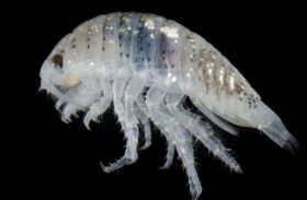 مخلوقات تأكل اللحم تهاجم رواد الشواطئ