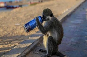 نسناس يثير الفزع في الإسكندرية