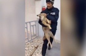 ذئب يقتحم مبنى حكومياً 