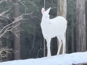 لقطات توثق ظهور حيوان نادر يعاني طفرة جينية