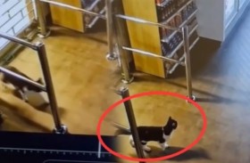 قط ينفذ عمليات سرقة «محترفة»