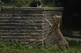 كيف جاء إلى هنا؟.. رصد قط بري إفريقي شرقي كندا