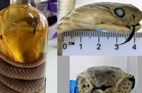 امرأة تحاول تهريب كوبرا «محنطة» بمطار 