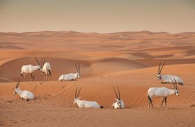دائرة الاقتصاد والسياحة بدبي تسلط الضوء على 50 مبادرة رائدة في المدينة بمناسبة الاحتفال بالذكرى الـ 50 ليوم البيئة العالمي 