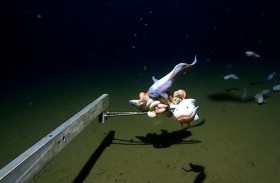 التقاط سمكة غريبة على عمق 8 كلم