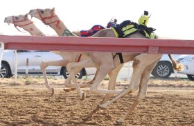 ميدان الذيد يشهد منافسات سباق سن الفطامين للهجن