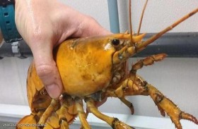 يصيد كائنا بحريا نادرا بلون غريب