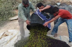 قرية أردنية تعصر الزيتون بطريقة عمرها 2000 عام