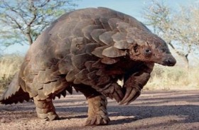 اكتشاف موطن الحيوان المدرّع