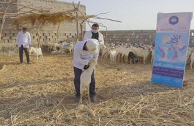 الهلال الأحمر تدعم مشروع الأضاحي في محافظتين يمنيتين