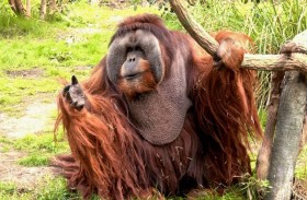 نفوق أكبر إنسان غاب في أميركا الشمالية