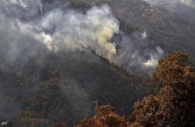 مبادرة لغرس 1.5 مليون شجرة لإعادة رئة الجزائر 