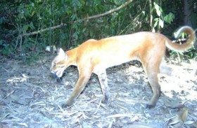 عودة القط الذهبي.. كاميرا تلتقط صورا نادرة