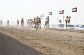 100 شوط في مهرجان الظفرة الثالث لسباقات الهجن