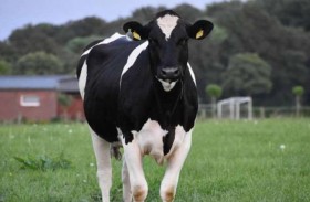 اعتقال بقرة بتهمة قتل صبي