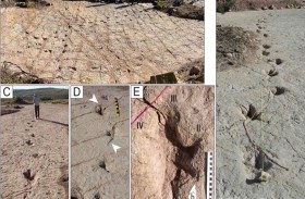 اكتشاف أحد أكبر مواقع آثار الديناصورات