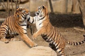 القضاء على نمرين بعد قتلهما حارسا