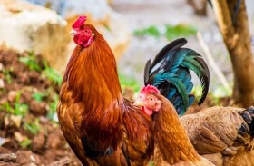 السجن لرجل قام بتخويف الدجاج