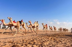 الإمارات تعزز مكانة رياضة الهجن في مصر للعام 2025 بمشاركة أكثر من 1400 مطية