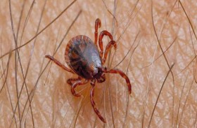 اليابان.. أول وفاة بـفيروس أوز  جراء عضة قراد