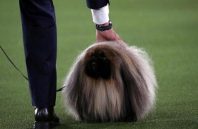 كلب بيكينيز يفوز باللقب في ويستمنستر