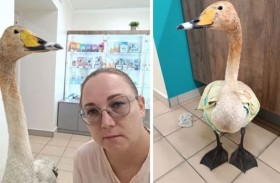 تتحدى الفيضان لإنقاذ بجعة مكسورة الجناح