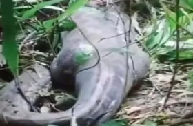 ثعبان ضخم يبتلع امرأة 