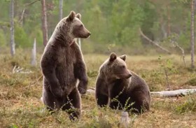 دب يقتحم منزل عائلة والابنة تختبىء بالخزانة 