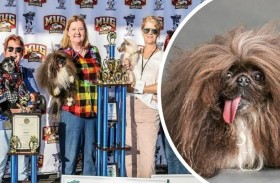 وايلد ثانغ.. أقبح كلب لعام 2024