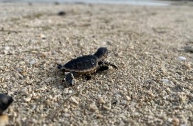 سلاحف «منقار الصقر» تفقس على شاطئ «الإمارات للألمنيوم» في الطويلة