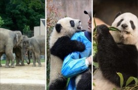 حيوانات تتواصل مع عشاقها عبر شبكات التواصل 