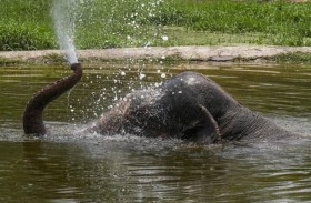 نفوق الفيل الإفريقي الوحيد في حديقة حيوان دلهي