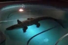 مفاجأة مرعبة  في حمام سباحة