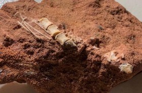 الكشف عن بقايا ديناصور بحجم قط