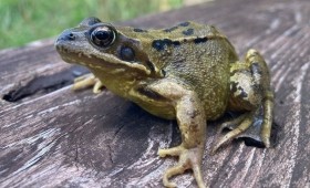 الضفادع تغلق طريقاً لمدة 6 أسابيع