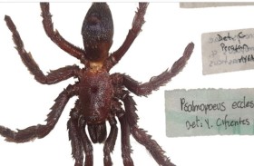 ما سبب تسمية هذا العنكبوت بـ الشيطان؟