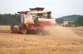 الصين تحصد 149 مليون طن من الحبوب الصيفية في 2025
